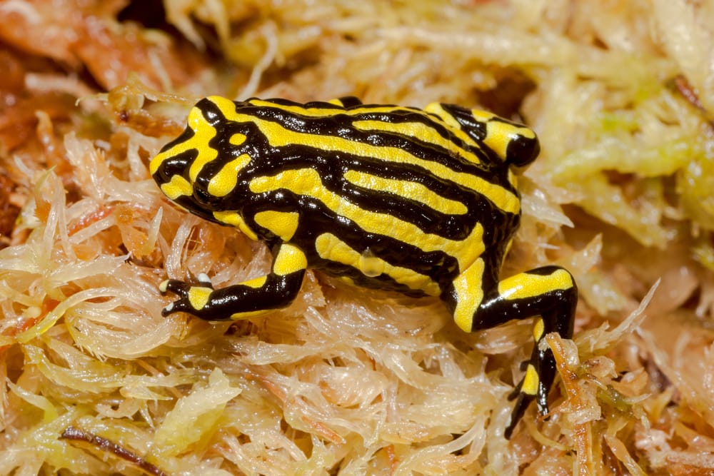 close up image of a Corroboree frog with its glossy black and yellow color