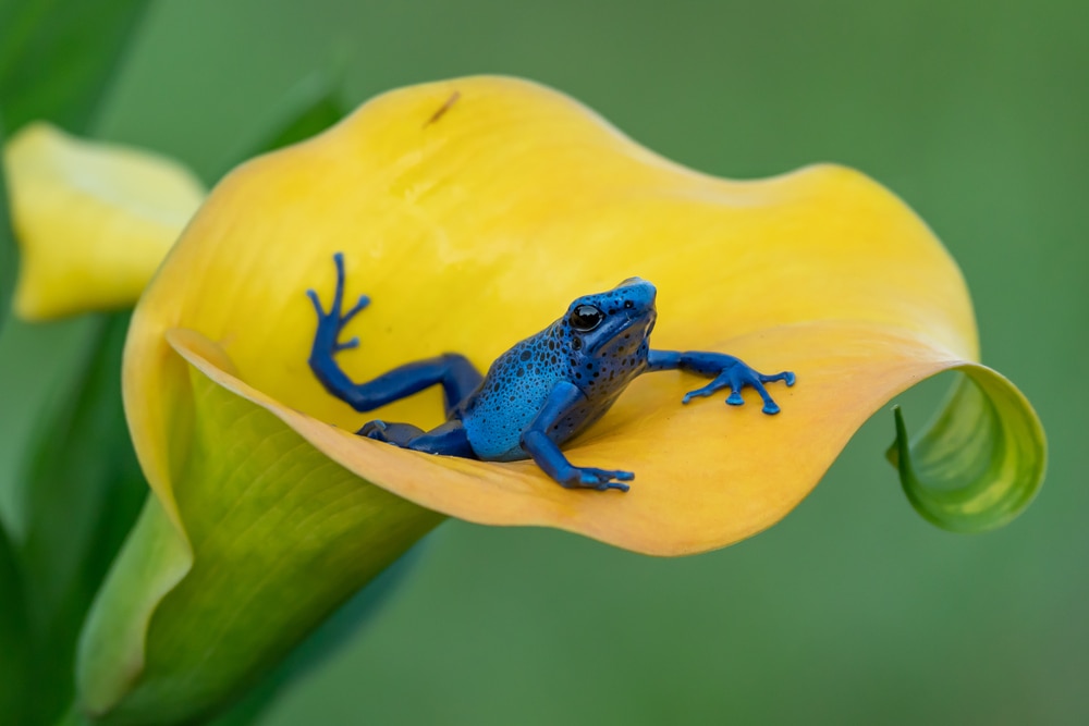 blue poison dart frog on a yellow leaf