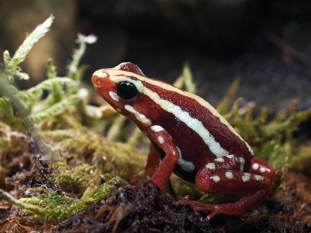 close up image of a phantasmal poison frog 