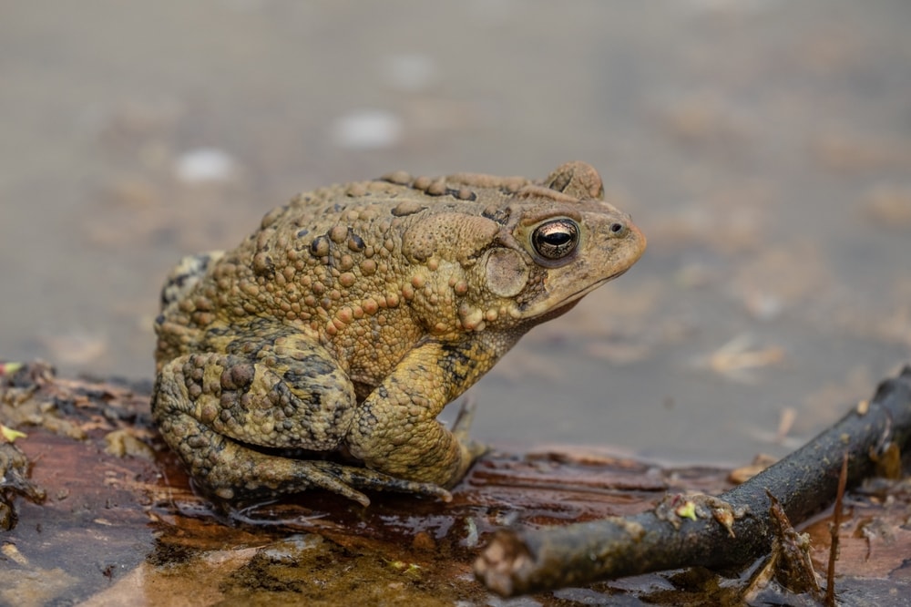 an American toad on a branch by the pond