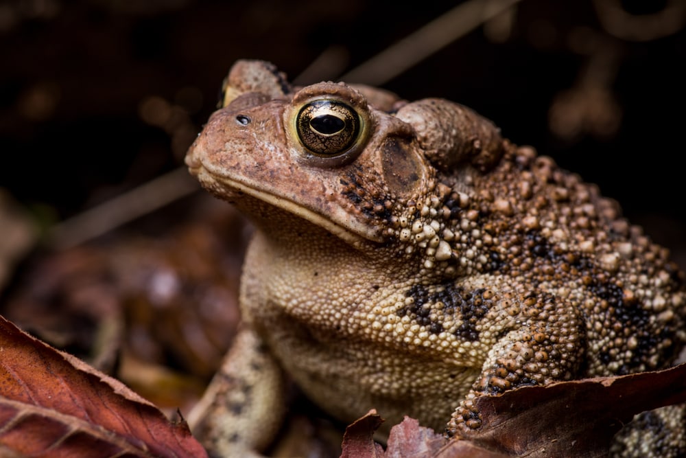 close up of an American toad sitting on a leaf