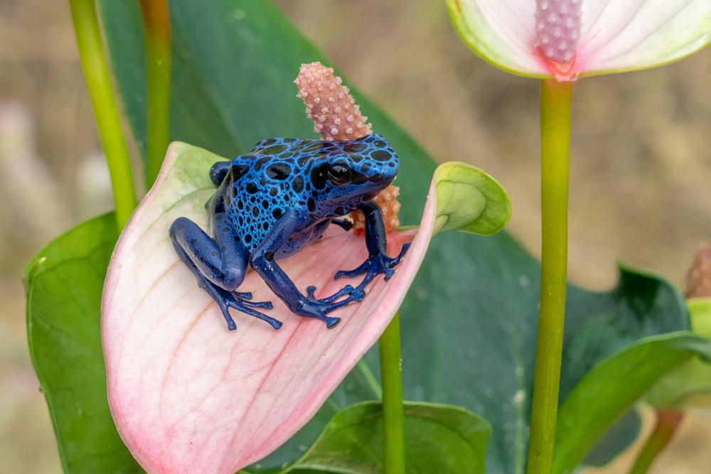 image of a blue poison dart frog on a petal