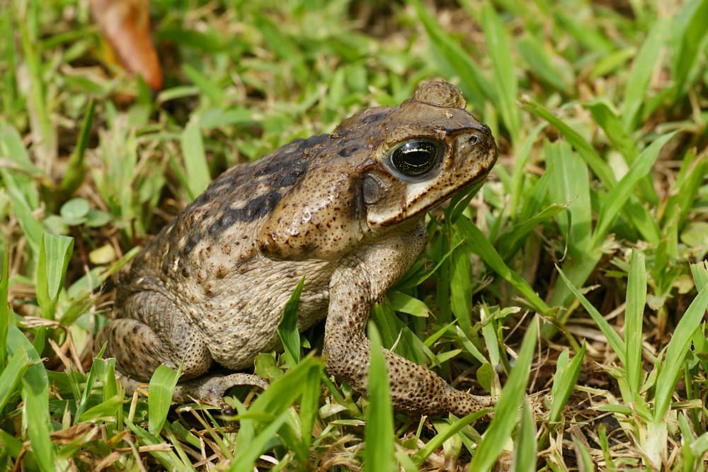 image of a cane toad on a grass