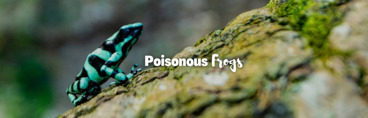 poisonous frogs featured image