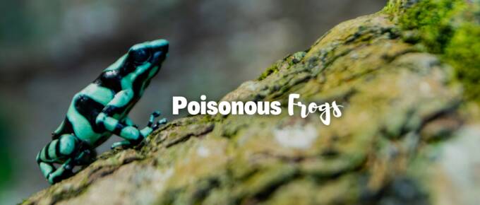 poisonous frogs featured image