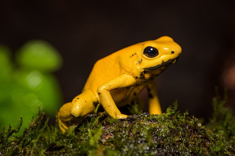 close up image of a golden poison frog on a log 
