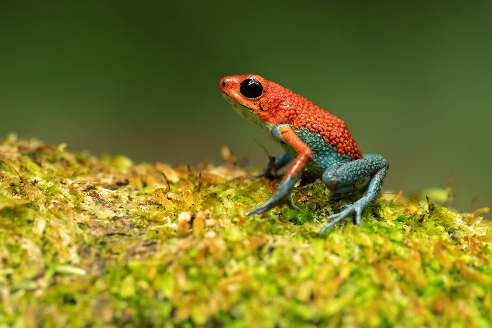 image of a red granular poison frog in Costa Rica