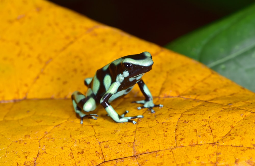 a  Green and Black Poison Dart Frog on a leaf 