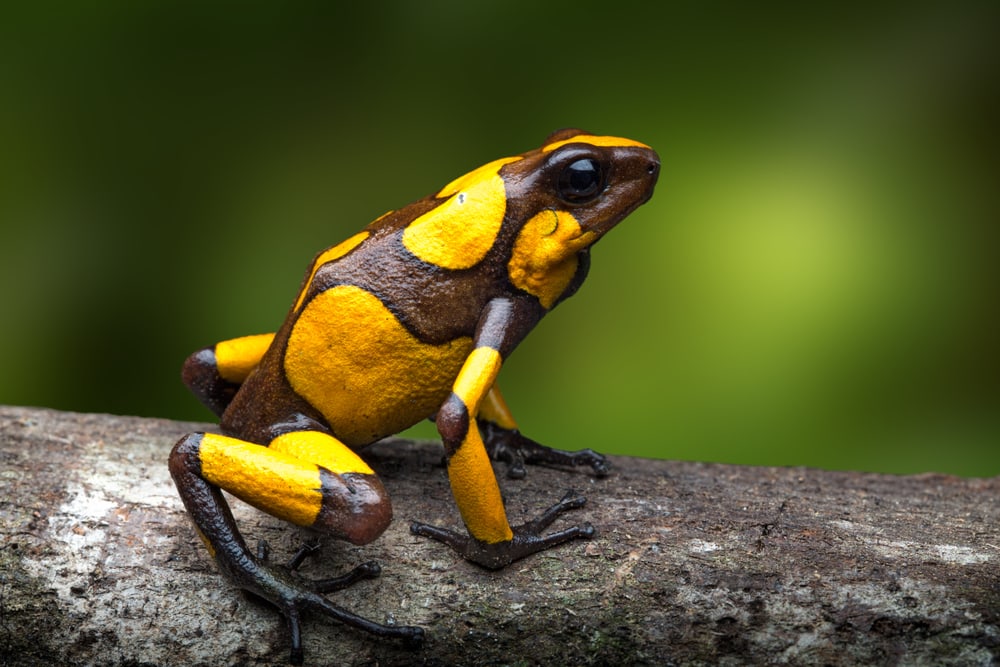 image of a harlequin poison frog on a log with bright yellow colors