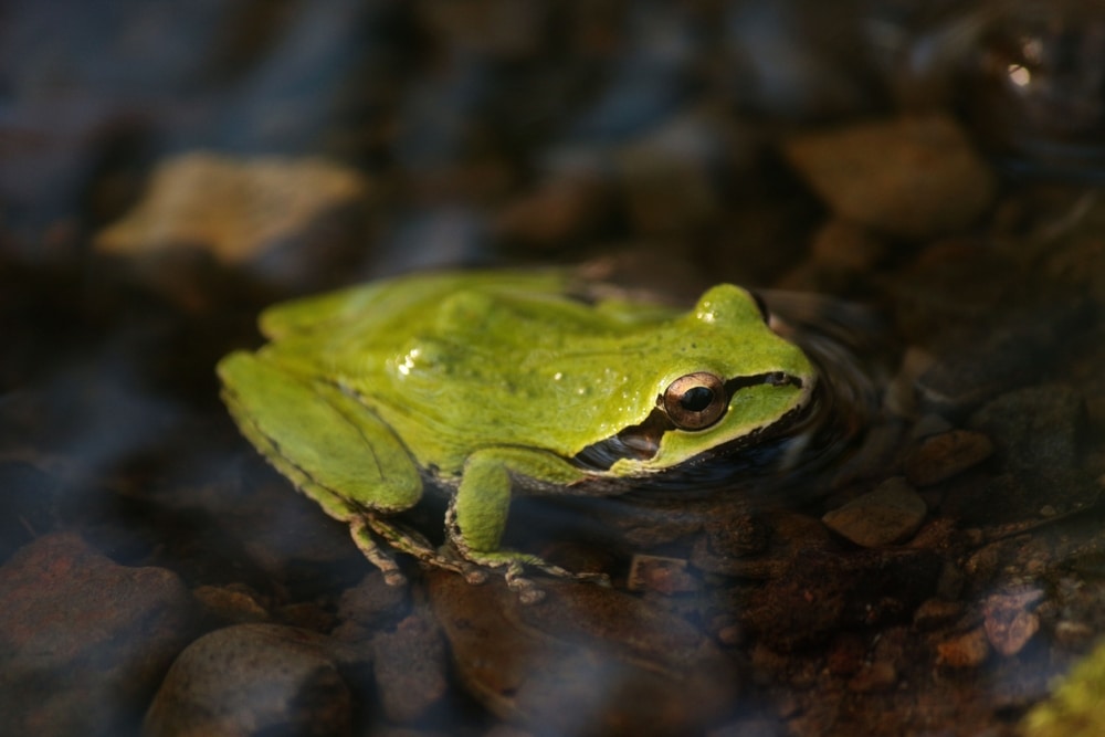 a Pacific tree frog sitting on rocks in a stream