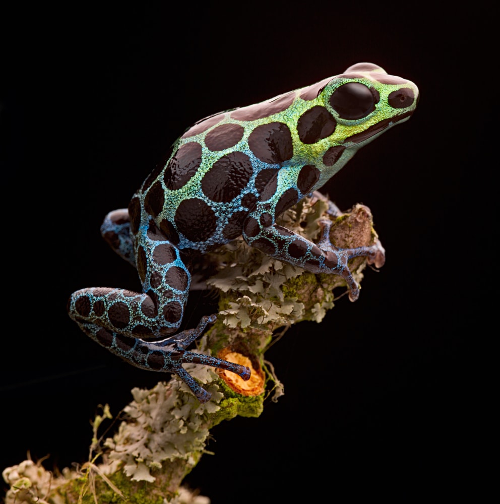 a variable poison frog on the tip of a branch
