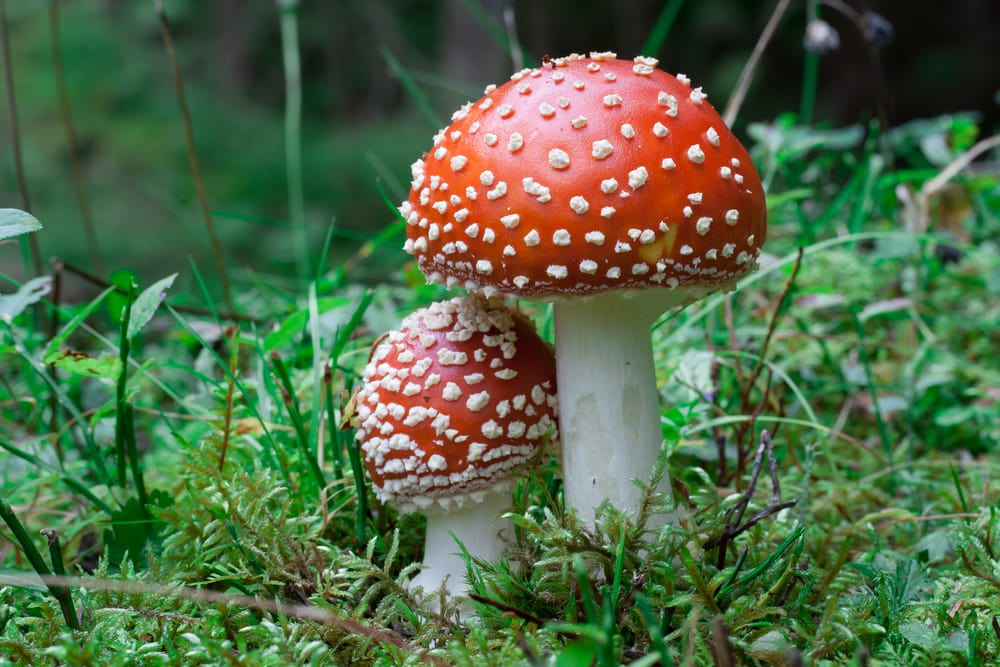 Two poisonous mushrooms on the field