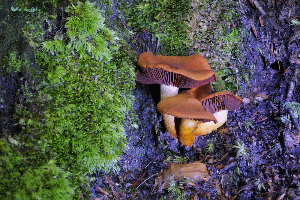 Fool’s Webcap (Cortinarius orellanus) grown on a burnt side of tree