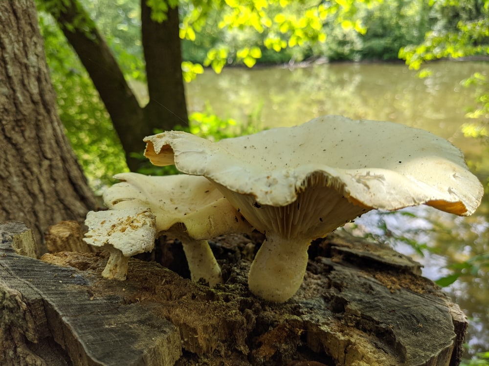 Ivory Mushroom (Clitocybe dealbata) grown on side of a lake