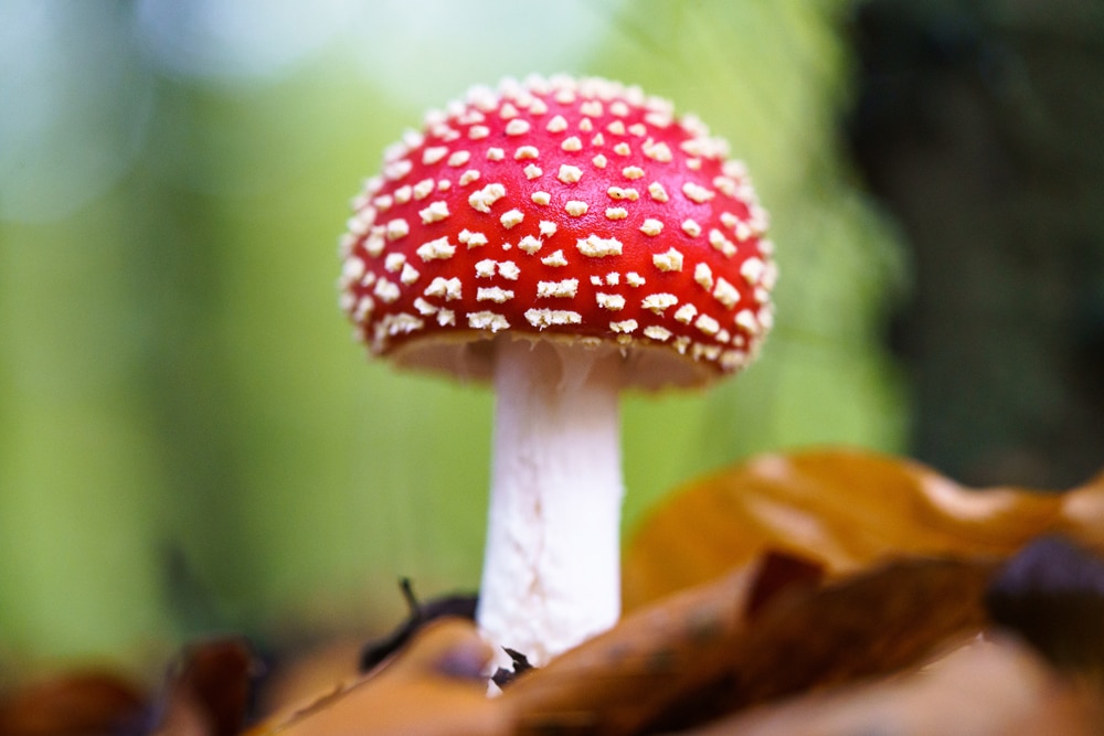 Fly Agaric (Amanita muscaria) standing on dry leaves