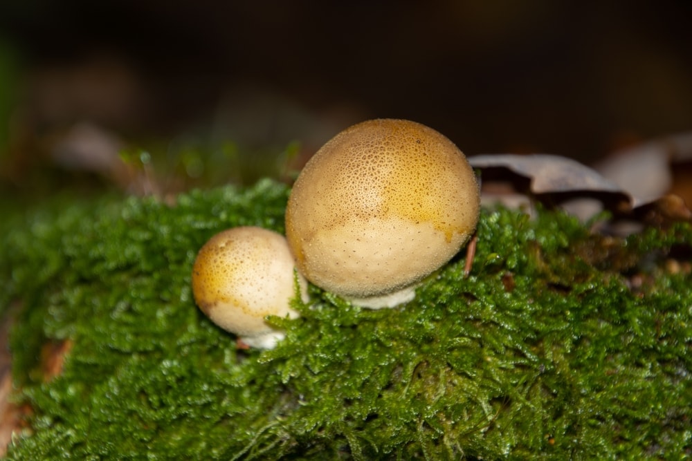 Earthball (Scleroderma) on top of a leaf