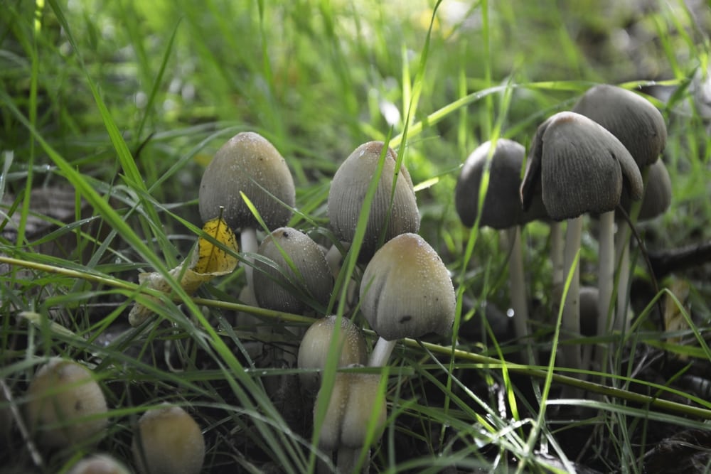 Liberty Caps (Psilocybe semilanceata) in the middle of a growing grass