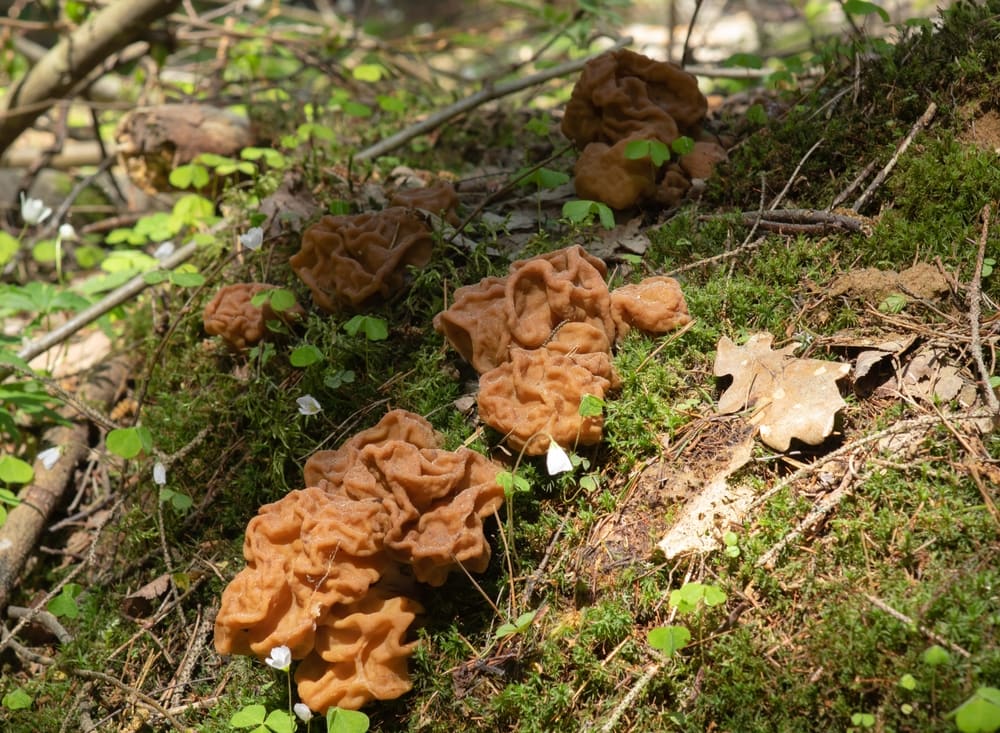 Group of Brain Mushroom or False Morel (Gyromitra esculenta) on the ground