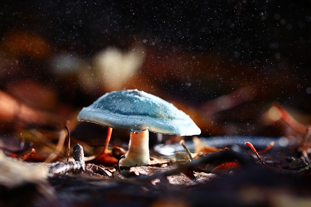 Small poisonous mushrooms with dust sprinkled surround it