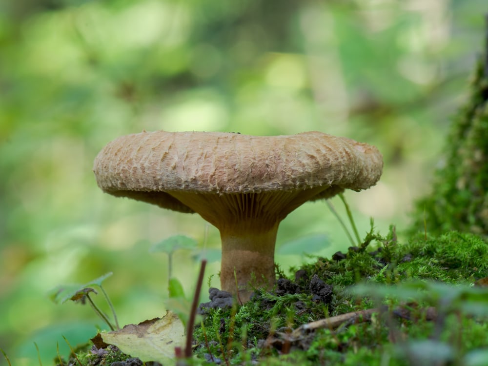 The Brown Roll-Rim (Paxillus involutus) growing on a green soil