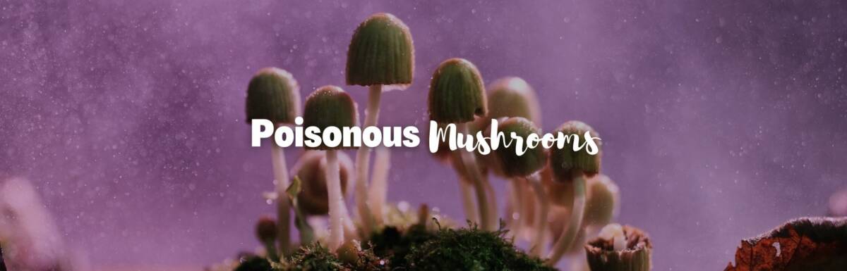 poisonous mushrooms featured image