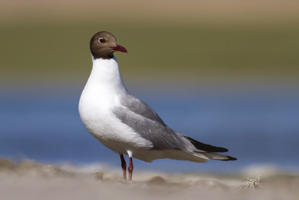 image of black -headed gull by the sea 