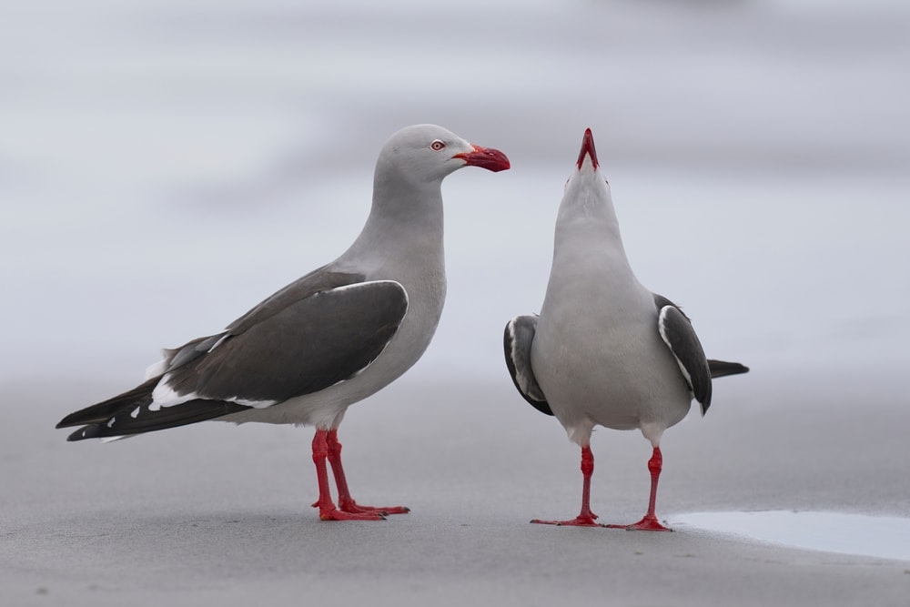 two dolphin gulls standing on a beach