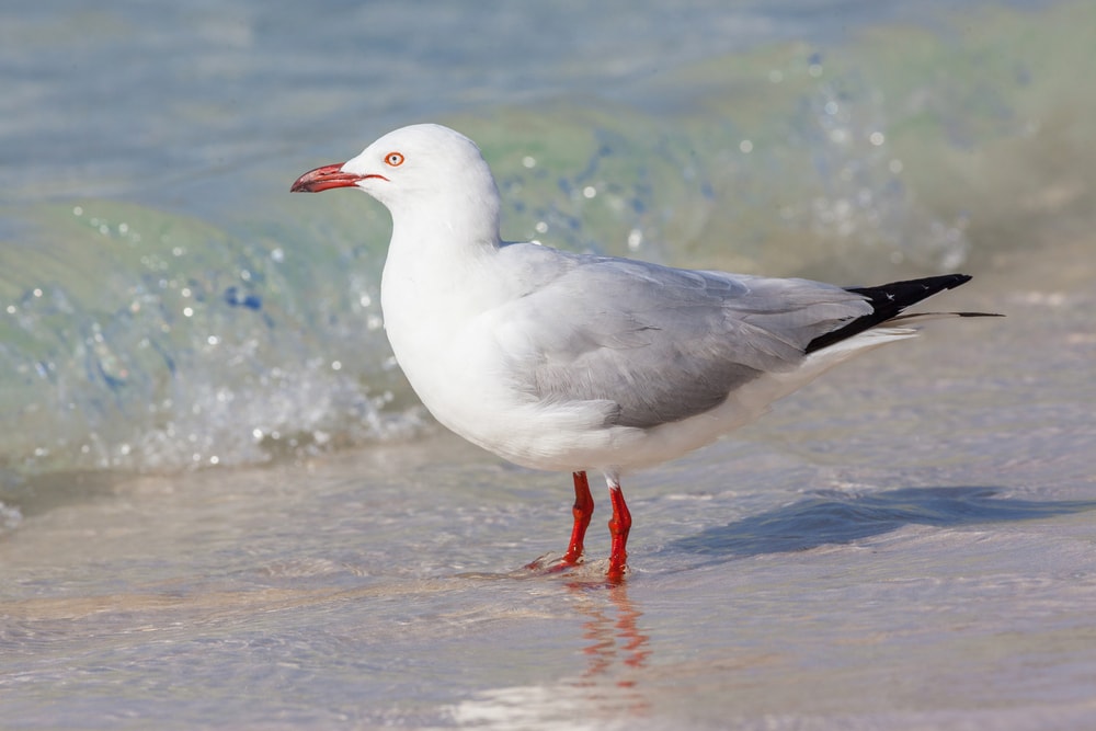 close up of  a silver gull standing on beach 