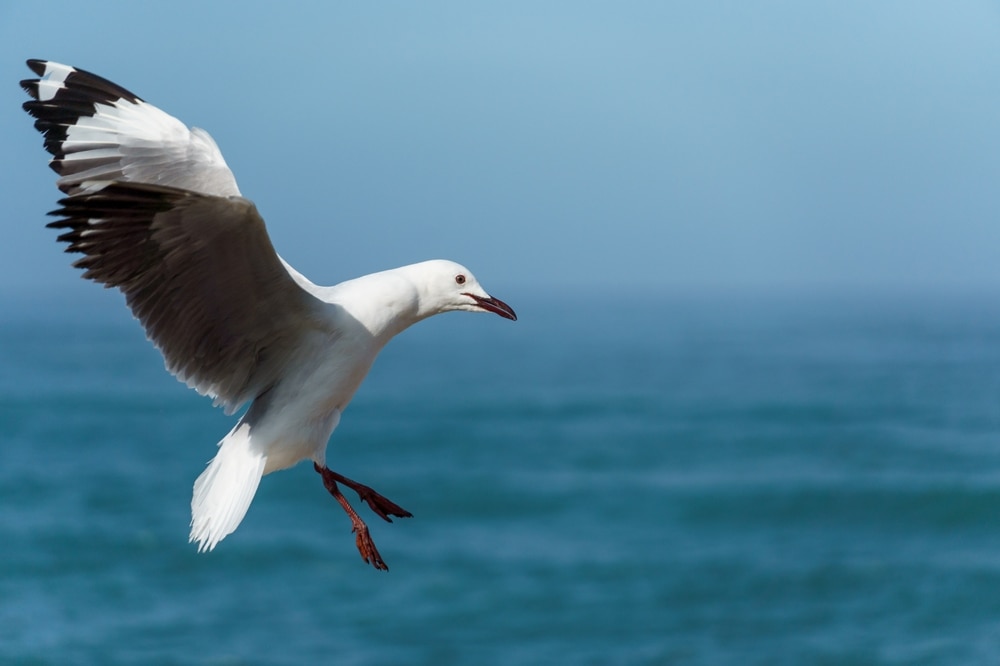 a Hartlaub's gull getting ready to land