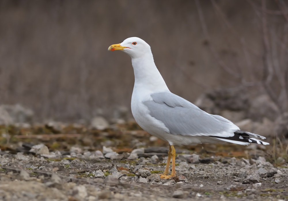 image of a Caspian gull or also known as a laughing gull