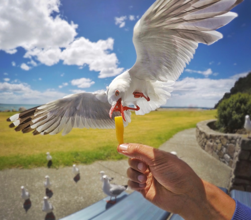 a seagull fed by hand