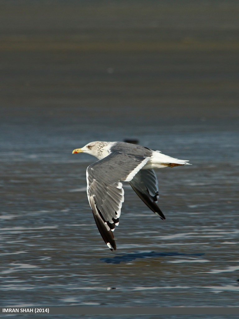 a Heuglin's gull in flight over the ocean