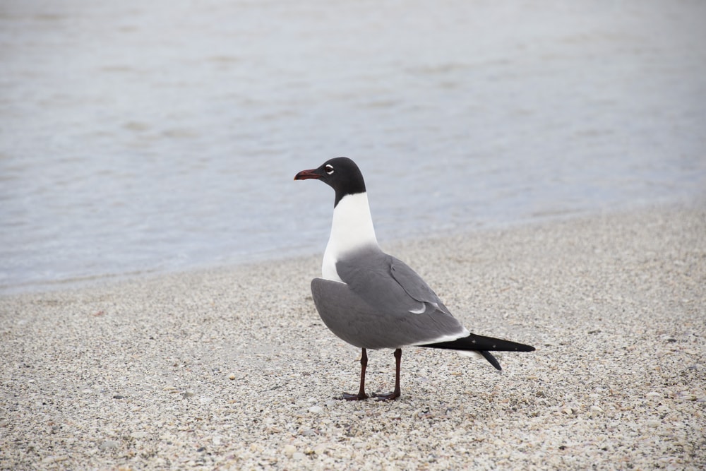 image of a laughing gull standing on the shoreline