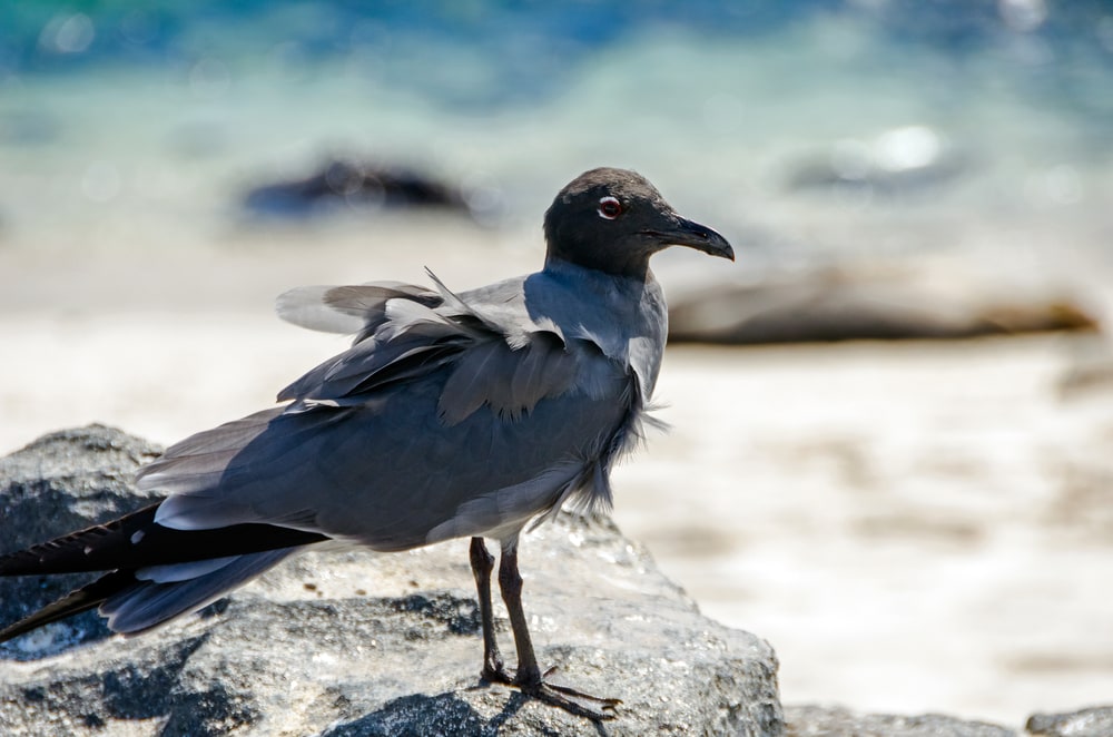 image of a Galapagos lava gull on a stone in Galapagos Islands