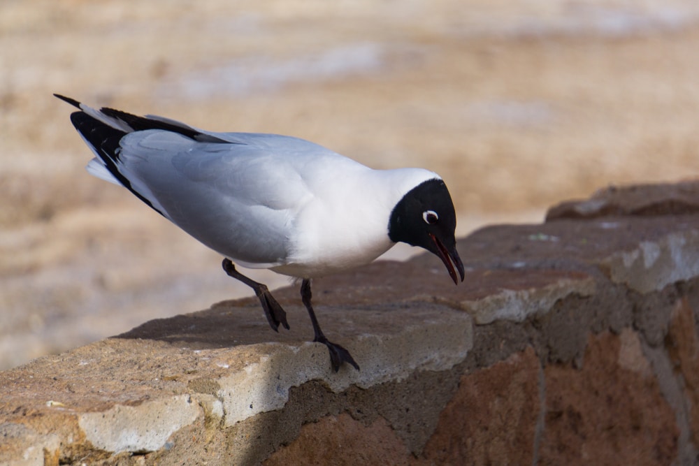 image of an Andean gull on a brick fence