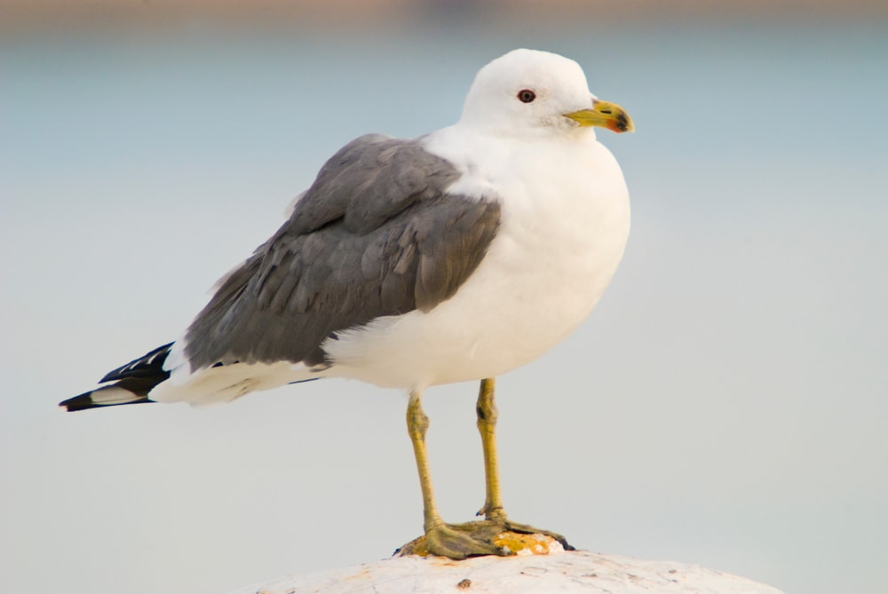 close up image of a Armenian gull