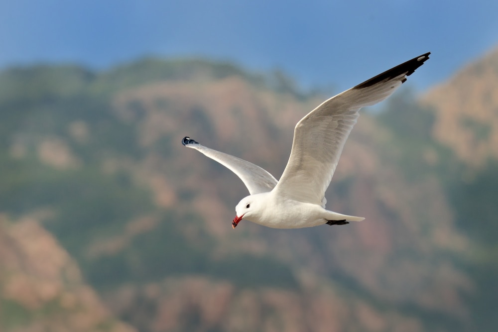 image of Audouin's gull in flight