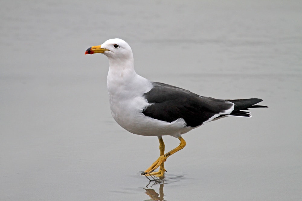 image of a Belcher's gull standing on a the shoreline