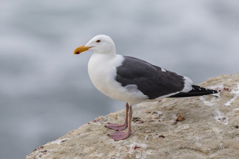 a California gull on the coast