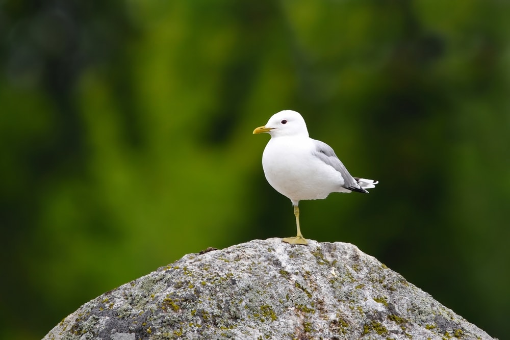 a common gull standing on one leg on a rock