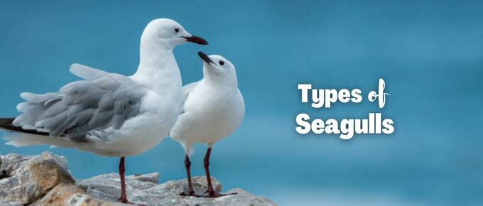 types of seagulls featured image