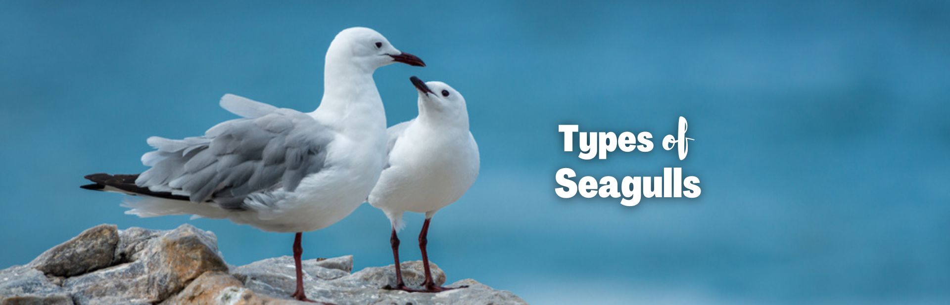 30 Types of Seagulls: Exploring the Amazing Variety of These Seafaring Birds