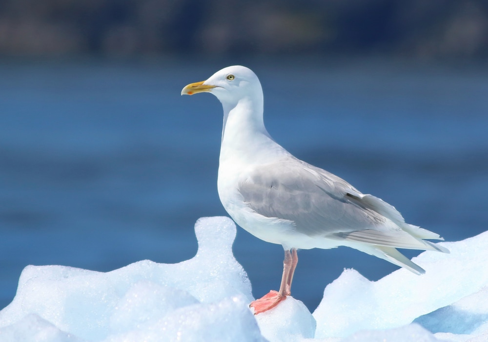 a glaucous gull standing on snow