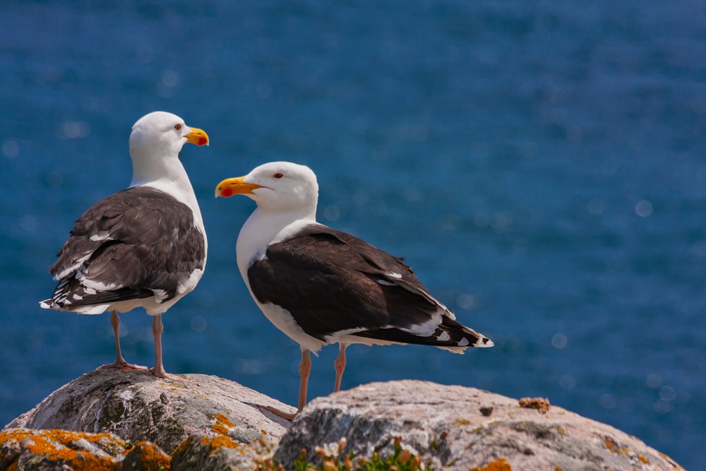 two great black-backed gulls by the sea