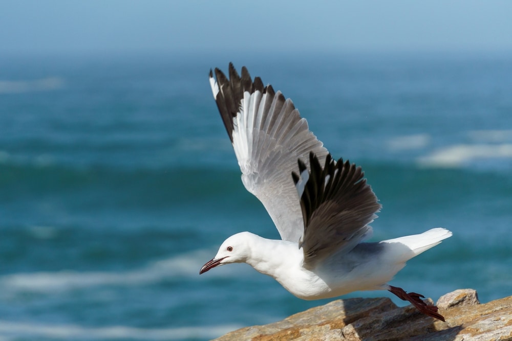a Hartlaub's gull getting ready to take off