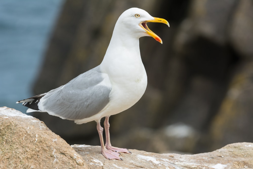 image of a herring gull perched on a stone and calling 