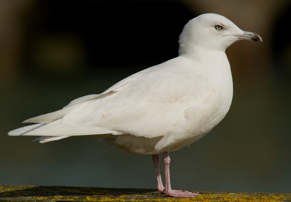 close up image of an Iceland gull