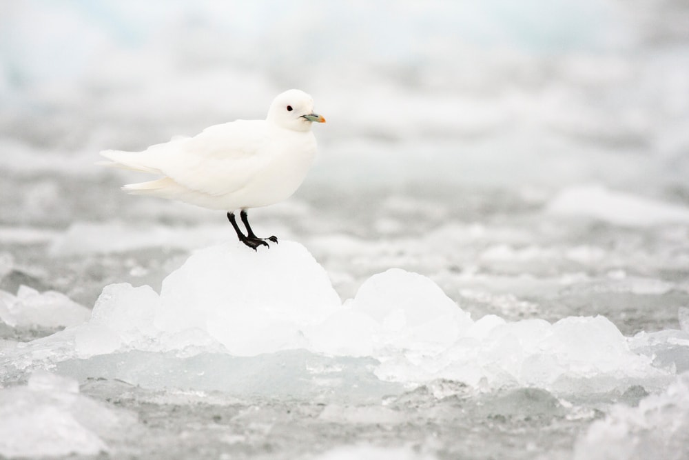 an ivory gull standing on snow
