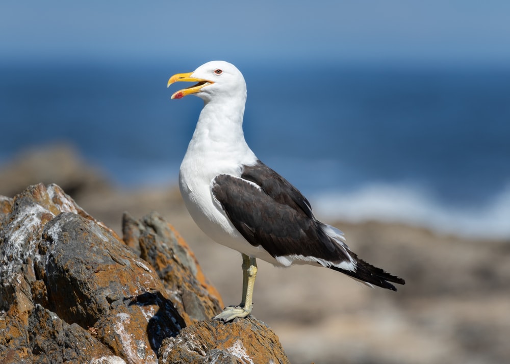 a kelp gull standing on a stone