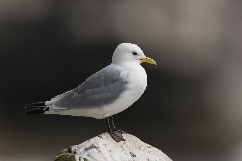 image of a  Kittiwake perched on a stone 